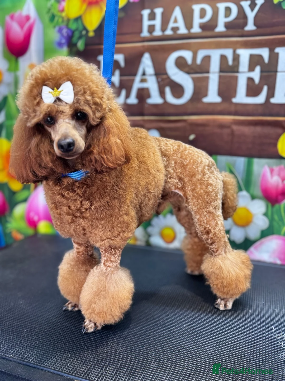 Toy Poodle dogs for stud: Stud only - Advert 5