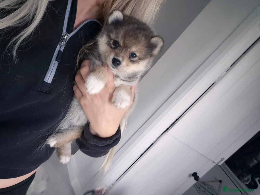 Siberian Husky dogs for sale: Genuine toy pomsky female  - Image 4