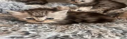Maine Coon cats for sale: Silver Maine coon cross kittens  - Advert 20