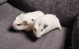 Guinea Pig rodents for sale: Pair of male guinea pigs so beautiful  - Image 5