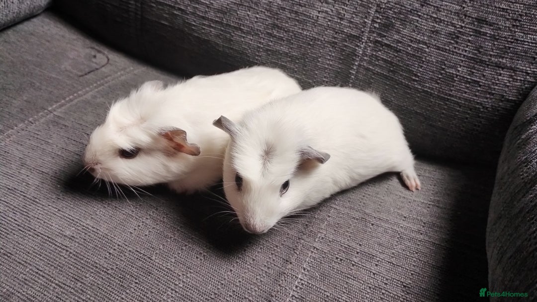 Guinea Pig rodents for sale: Pair of male guinea pigs so beautiful  - Image 5