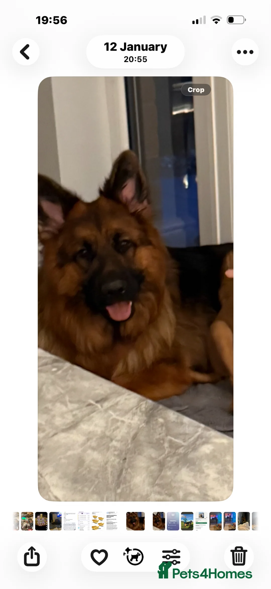 German Shepherd dogs for sale: German shepherd puppies  in Leyland - Advert 1