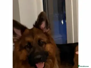 German Shepherd dogs German shepherd puppies - Advert 1