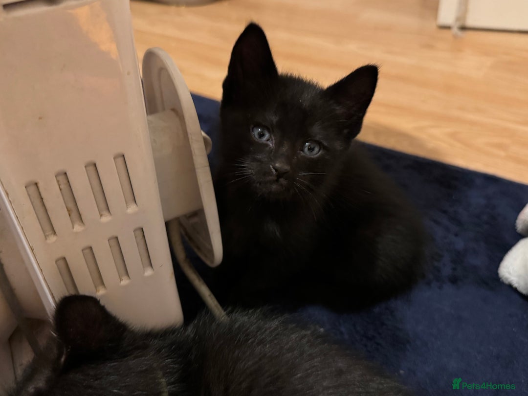 Mixed Breed cats for sale: Melanistic bengals/siamese’s (bengalese) - Advert 10