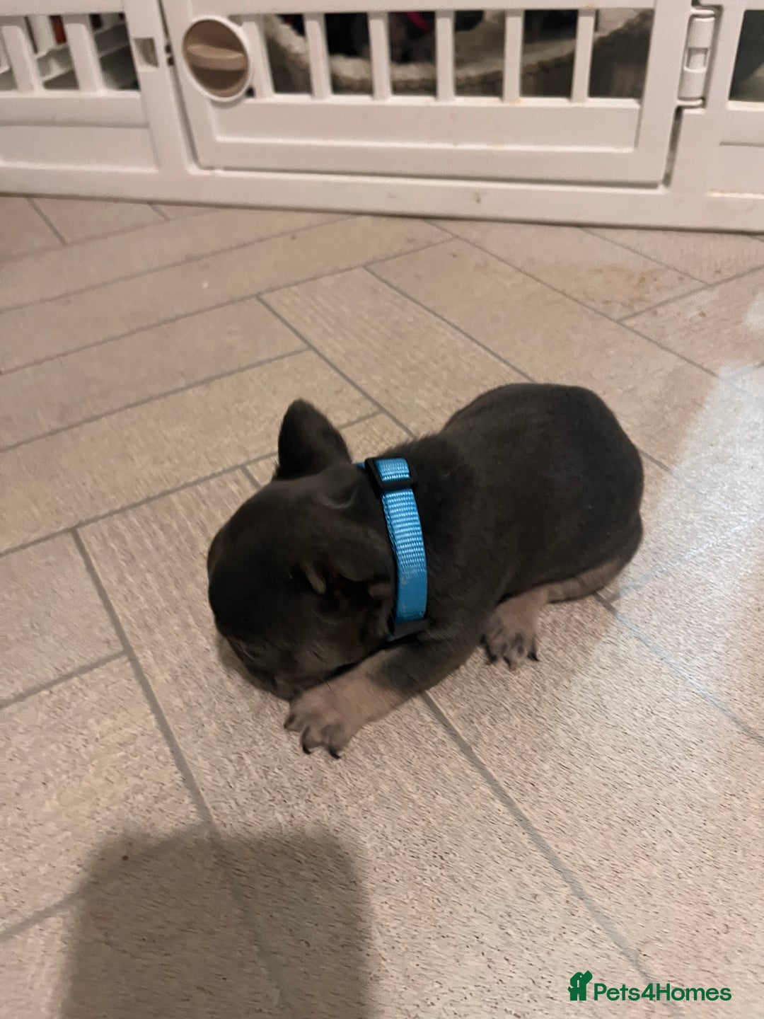 French Bulldog dogs for sale: Cutest frenchies pups  - Advert 26