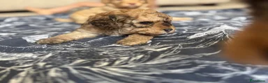 Cavapoo 3