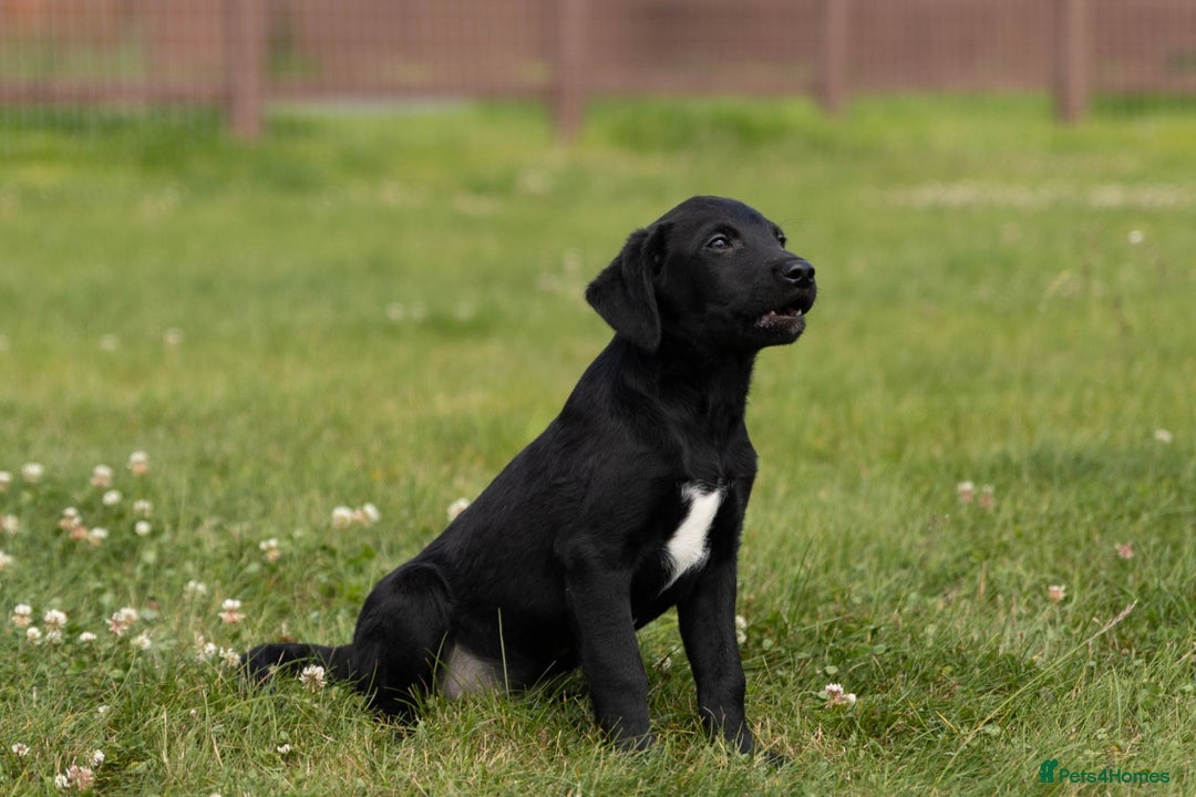 Borador dogs for sale: 🐶 Labrador x Border Collie Puppies – Ready Now!  - Image 12