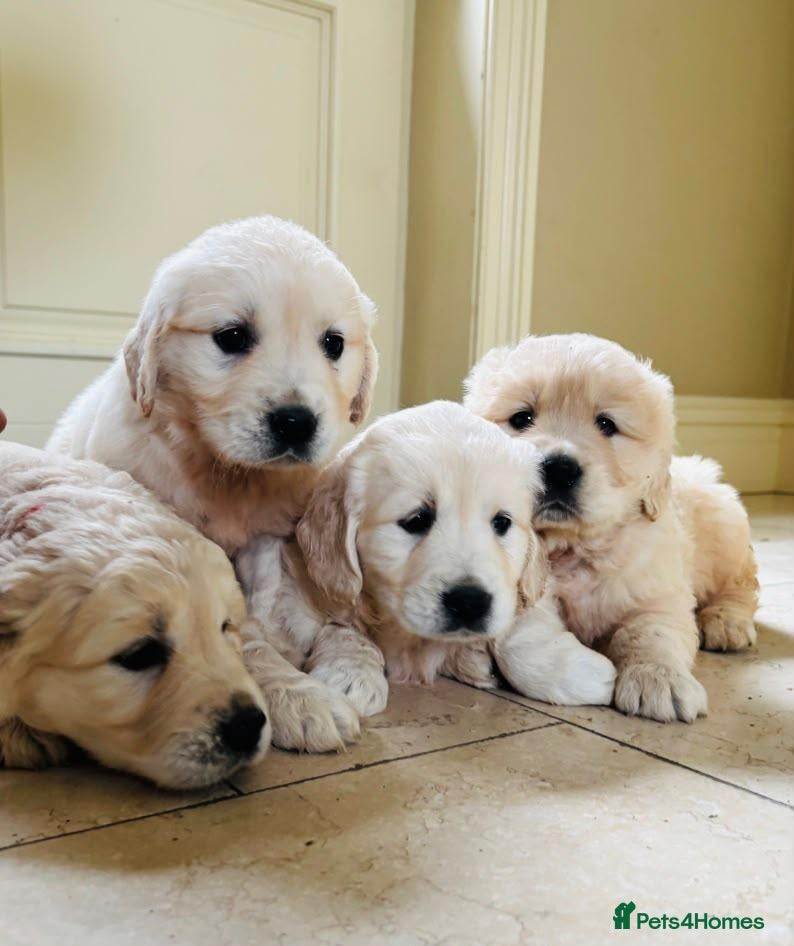 Golden Retriever dogs Beautiful cream golden retrievers for sale  - Advert 1