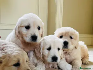 Golden Retriever dogs Beautiful cream golden retrievers for sale - Advert 1