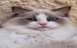 Ragdoll cats for sale: Adorable Ragdoll Kitten Fife Registered Breeder - Image 2