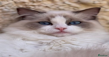 Ragdoll cats - Advert 8