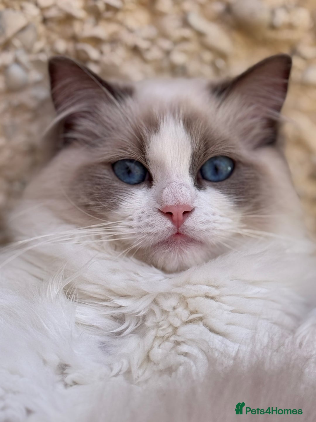 Ragdoll cats for sale: Adorable Ragdoll Kitten Fife Registered Breeder - Image 2