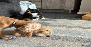 Mini Lion Lop rabbits - Advert 2