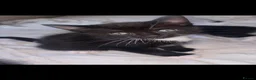 Mixed Breed cats for sale: tabby’s and tuxedo kittens - Advert 8