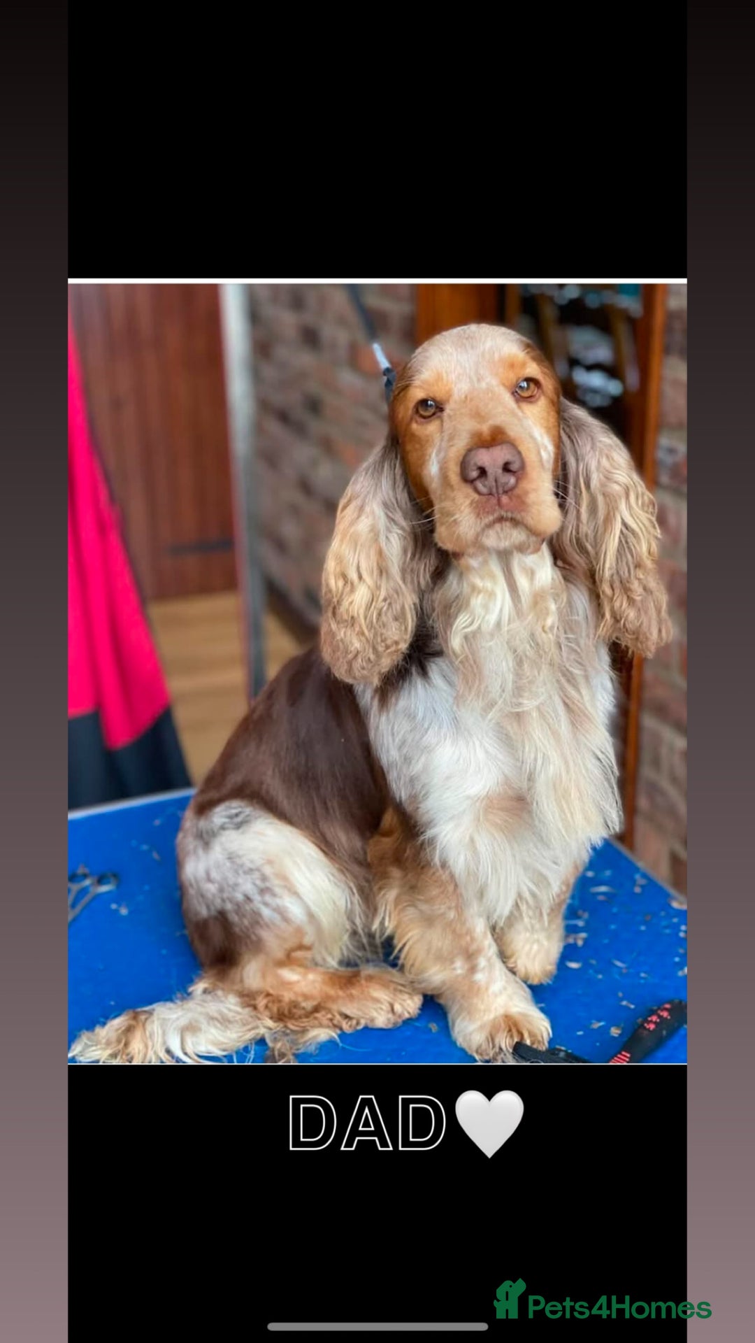 Cocker Spaniel dogs for sale: Stunning KC show cocker spaniels  - Image 22