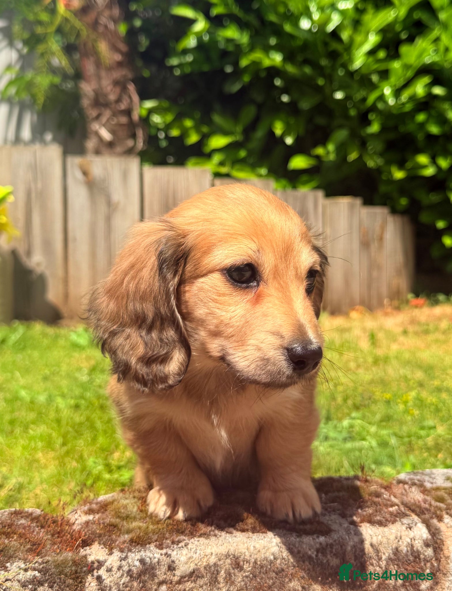 Miniature Dachshund dogs Long haired miniature dachshunds  - Advert 1