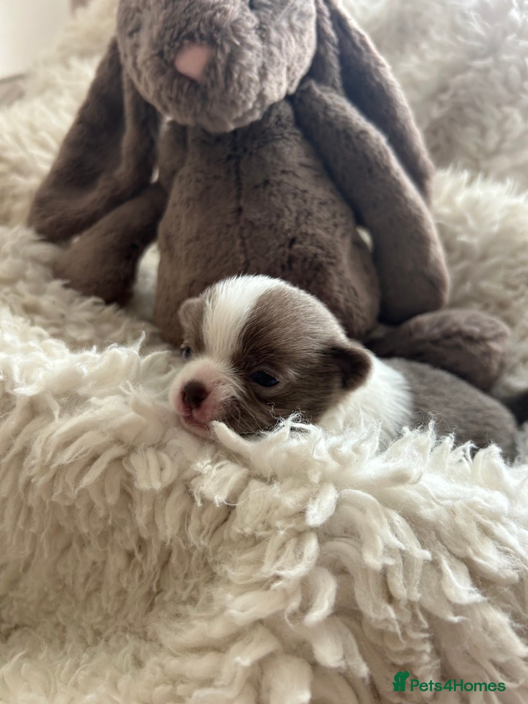 Chihuahua dogs for sale: 🔥🔥stunning chihuahua pups🔥🔥 - Image 10