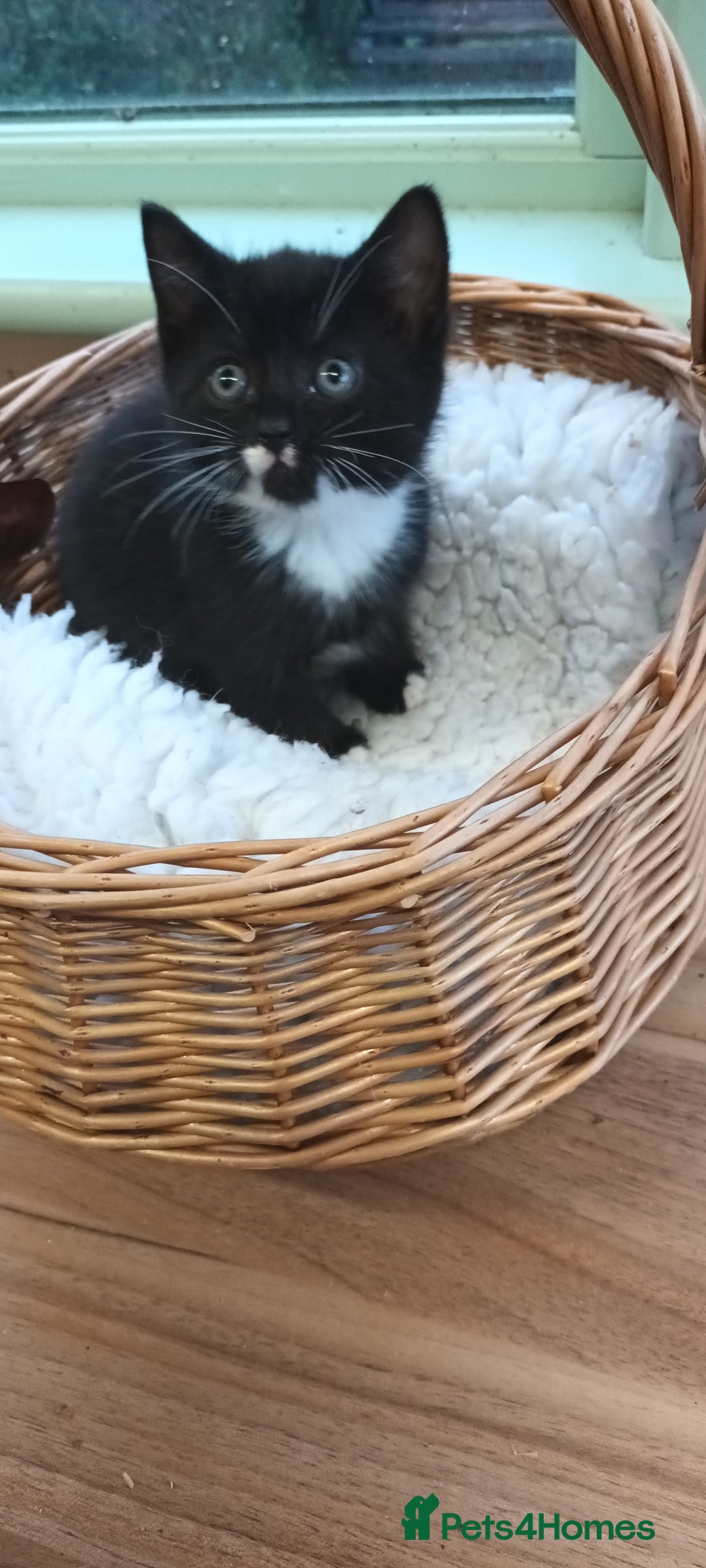 Mixed Breed cats for sale: GORGEOUS KITTENS FOR SALE - Advert 4