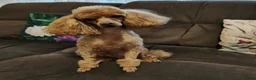 Cavapoo dogs for sale: F1B Cavapoo Puppies  in London - Advert 3