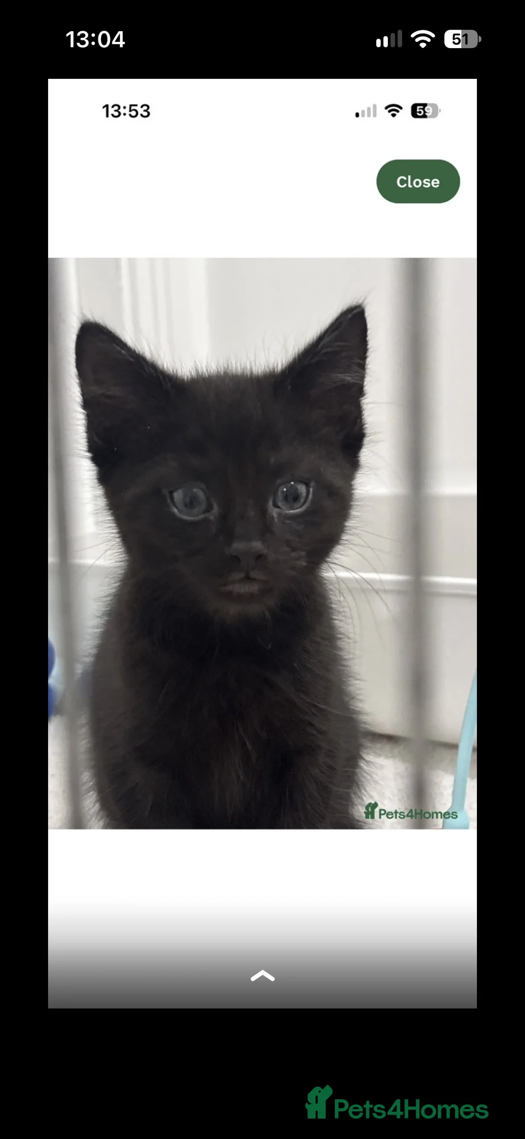 Brazilian Shorthair cats for sale: Brazilian shorthair  - Advert 2
