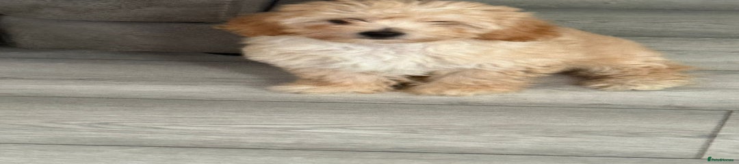 Maltipoo Puppy 1
