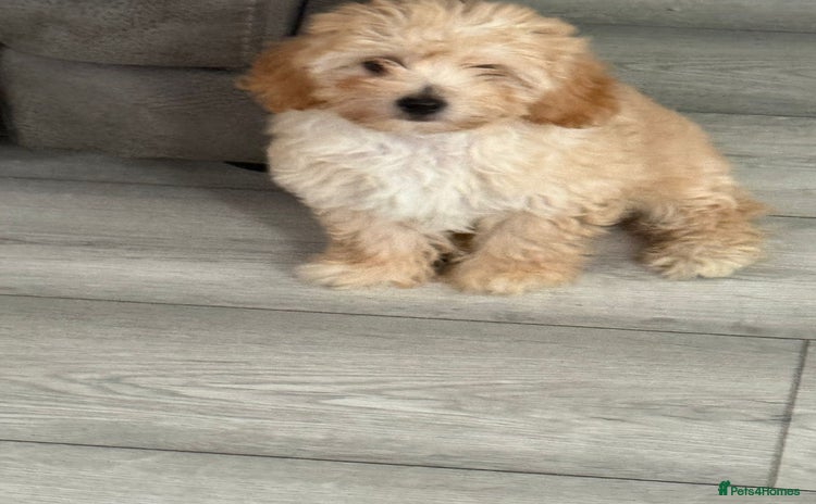 Maltipoo dogs - Advert 8