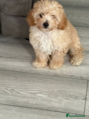 Maltipoo dogs - Advert 13