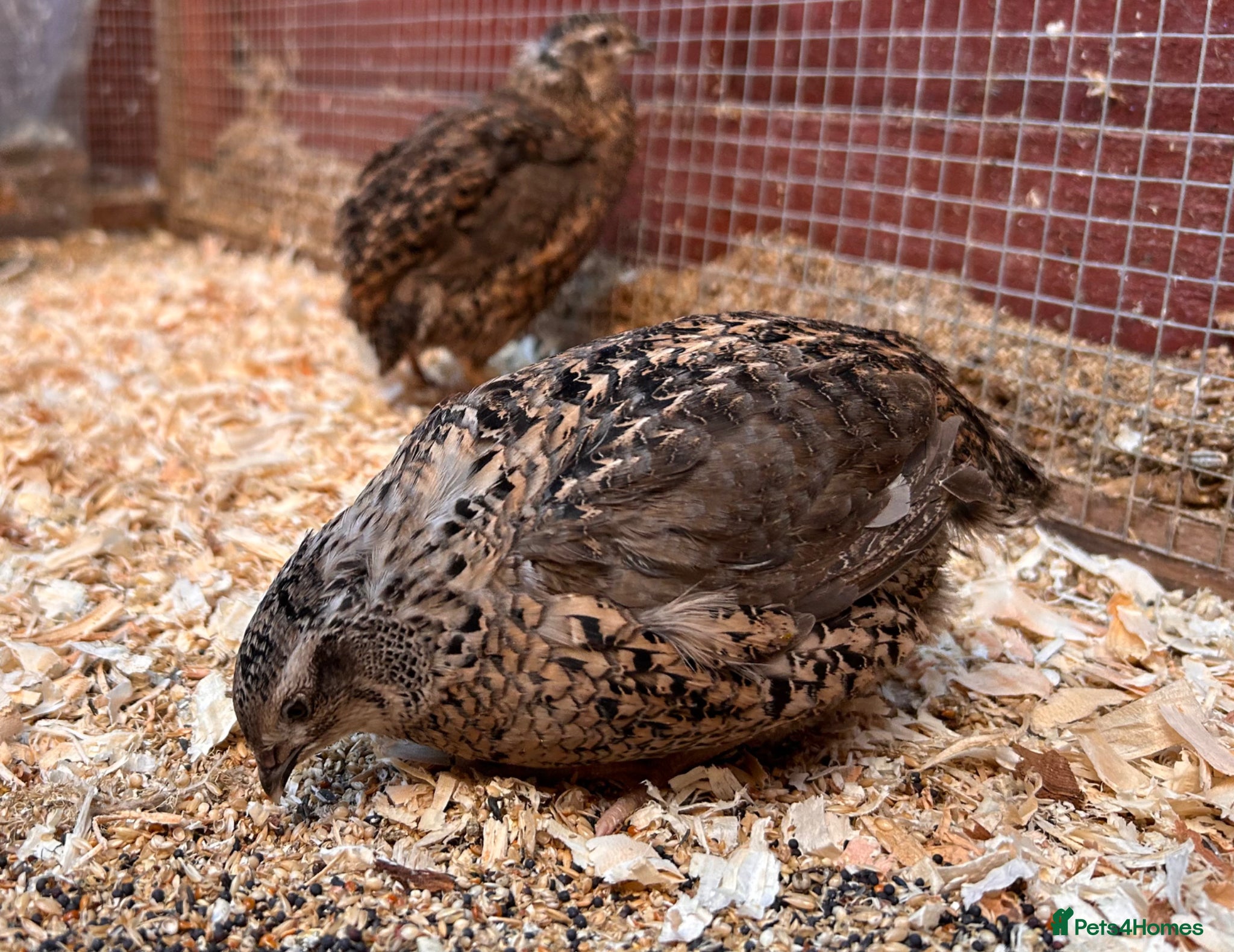 Quail poultry Male Japanese / Coturnix Quail - Advert 6