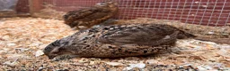 Quail poultry for sale: Male Japanese / Coturnix Quail - Advert 1