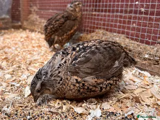 Quail poultry Male Japanese / Coturnix Quail - Advert 6