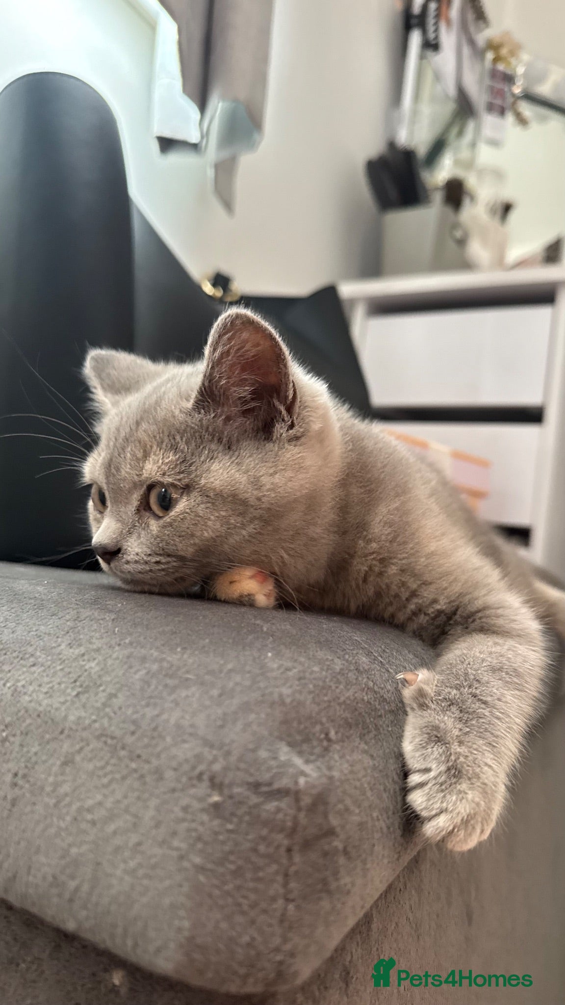 British Shorthair cats BSH cross kittens available💞 - Advert 1