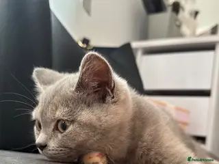 British Shorthair cats BSH cross kittens available💞 - Advert 1