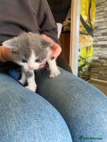 British Shorthair cats - Advert 4