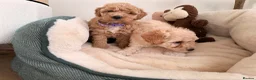 Poochon dogs for sale: ✨ Poochon Puppies  ✨ - Advert 6