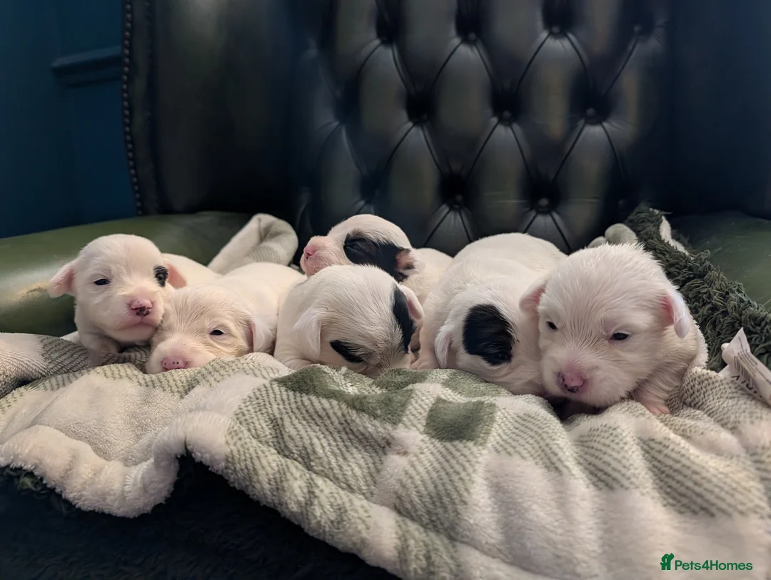 Sealyham Terrier dogs for sale: Beautiful Champion Lines Sealyham Terrier Litter - Advert 1