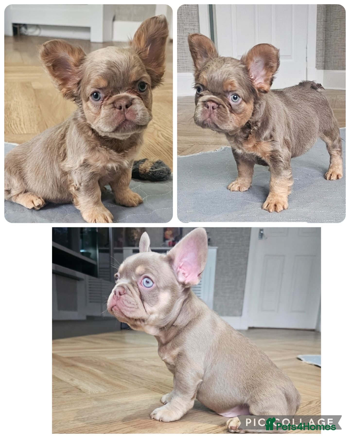 French Bulldog dogs French bulldog pups - Advert 13