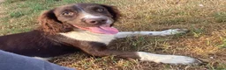 English Springer Spaniel dogs for sale: Stunning springer spaniel  - Advert 6