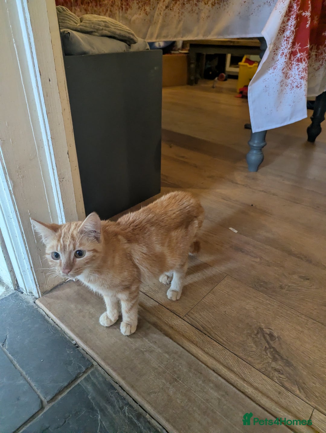 Mixed Breed cats for sale: Jelly - Advert 3