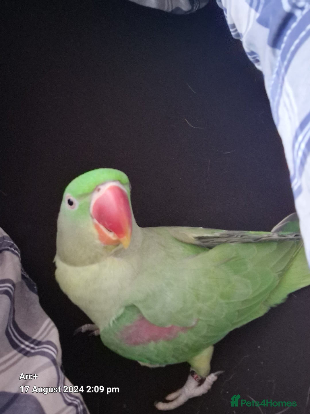 Parrots birds for sale: Alexsandrine Parrot - Advert 1