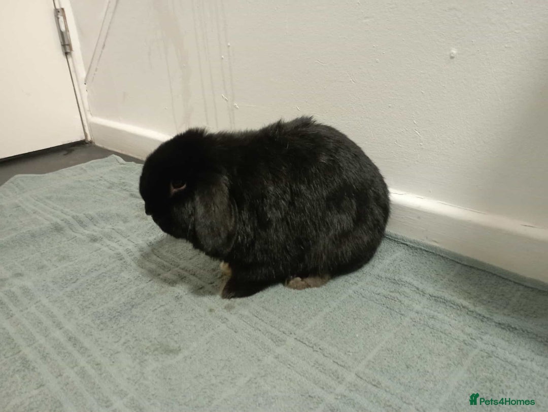 Mini Lop rabbits for sale: Mini lop - Advert 1