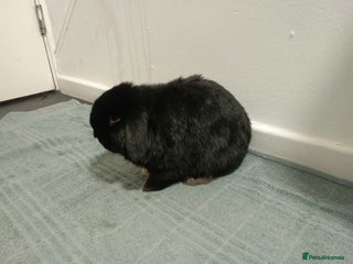 Mini Lop rabbits Mini lop - Advert 1