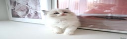 Ragdoll cats for sale: INDOOR FULL PEDIGREE RAGDOLL KITTENS - Advert 31