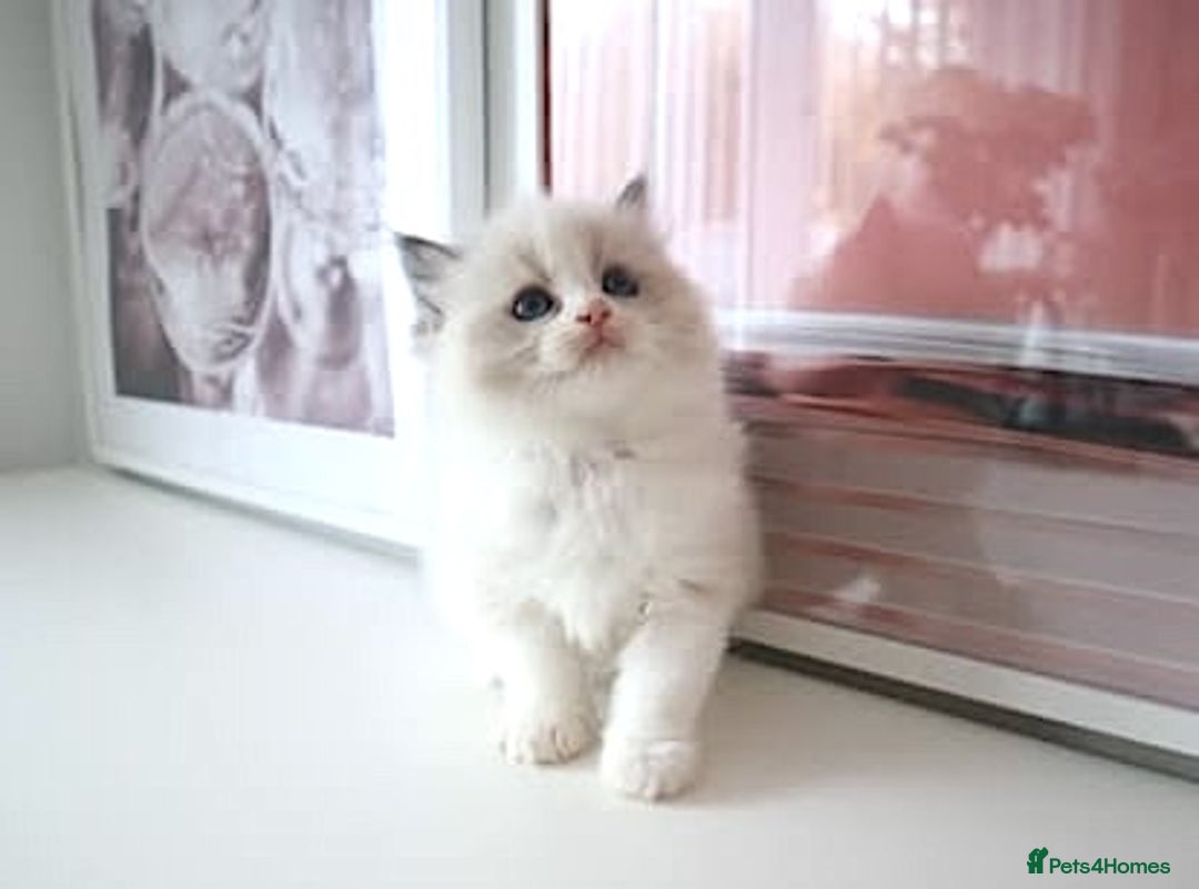 Ragdoll cats for sale: INDOOR FULL PEDIGREE RAGDOLL KITTENS - Advert 31
