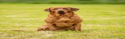 Labrador Retriever dogs for sale: KC Registered Labrador Puppies in Ripon - Advert 9