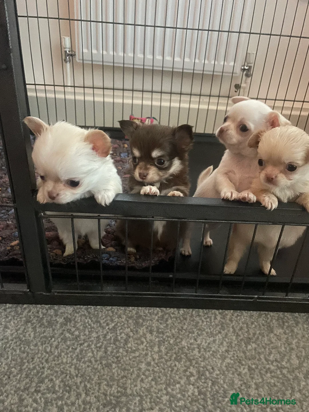 Chihuahua dogs for sale: Long haired chihuahua puppies for sale - Advert 4