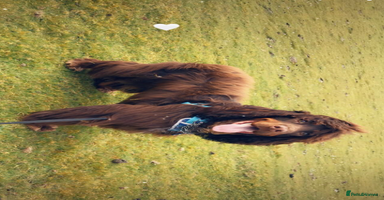 Sprocker dogs - Advert 8