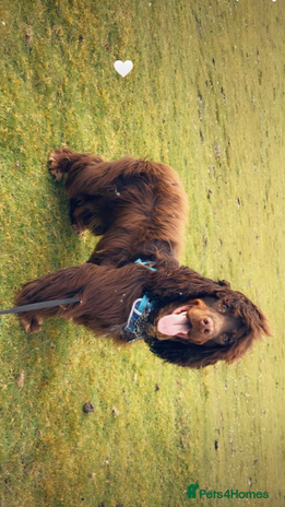 Sprocker dogs in Havant - Advert 1