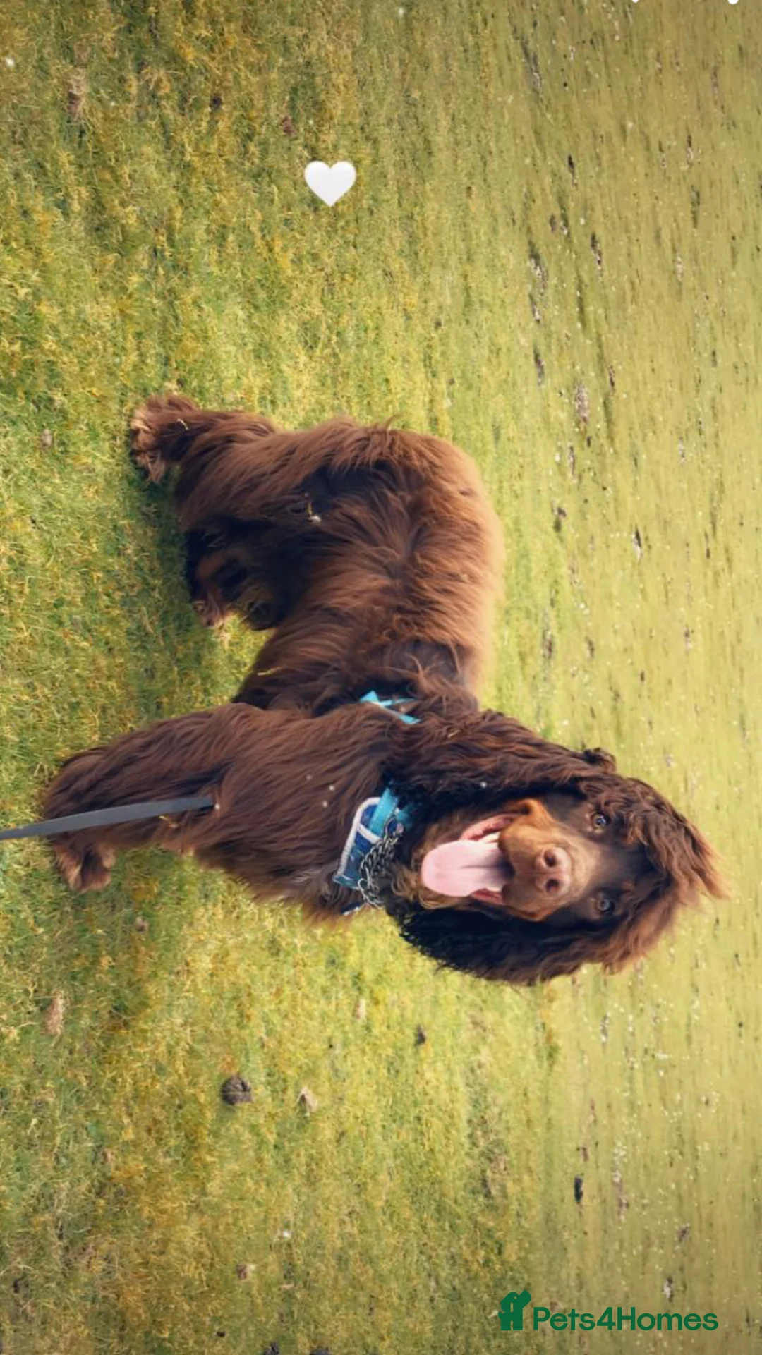 Sprocker dogs for stud: PROVEN SPROCKER SPANIEL - Advert 3