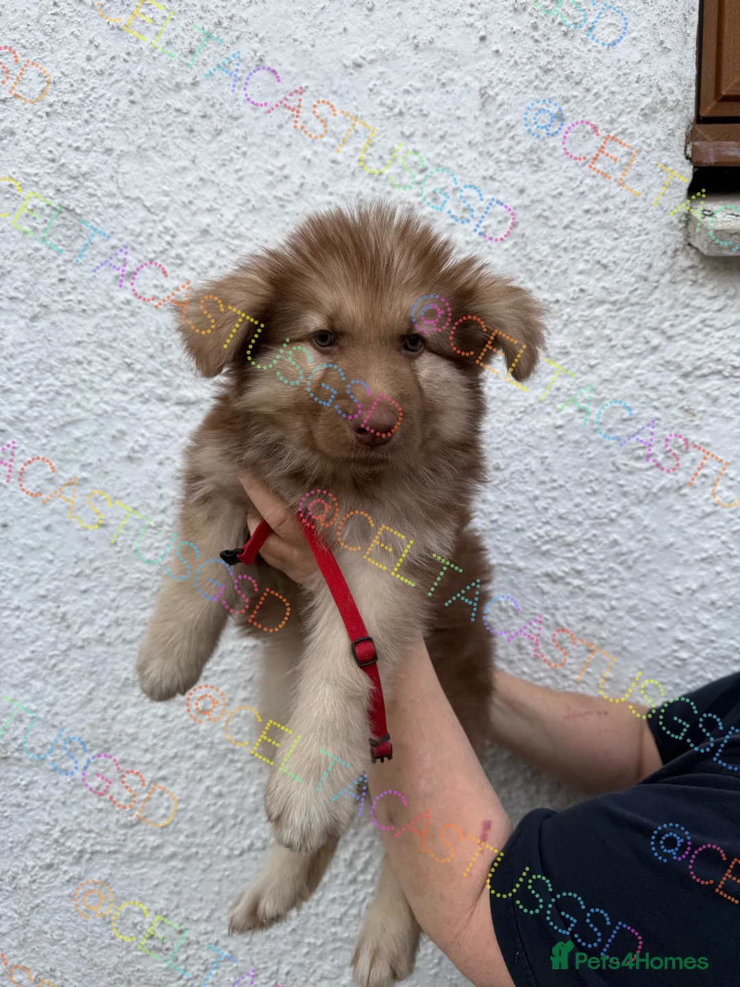 German Shepherd dogs for sale: Reduced Stunning kcreg GSD liver/tan long coats  - Advert 2
