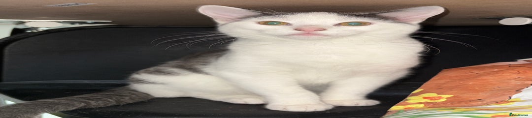 Mixed Breed Kitten 2